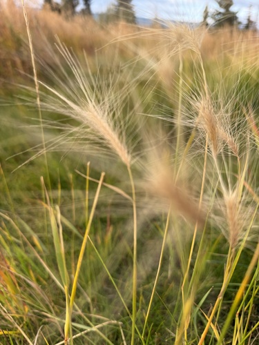 Foxtail Barley