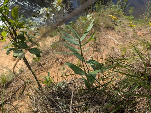 green comet milkweed