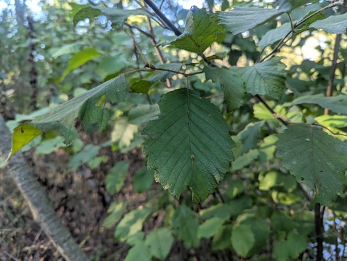swamp alder