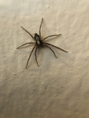 Pulchellodromus pulchellus