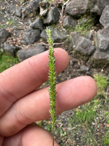Sacciolepis indica observed 2026-09-05