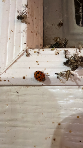 Asian Lady Beetle
