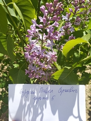 Syringa vulgaris