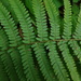 Male Fern - Photo (c) Christian Berg, some rights reserved (CC BY), uploaded by Christian Berg
