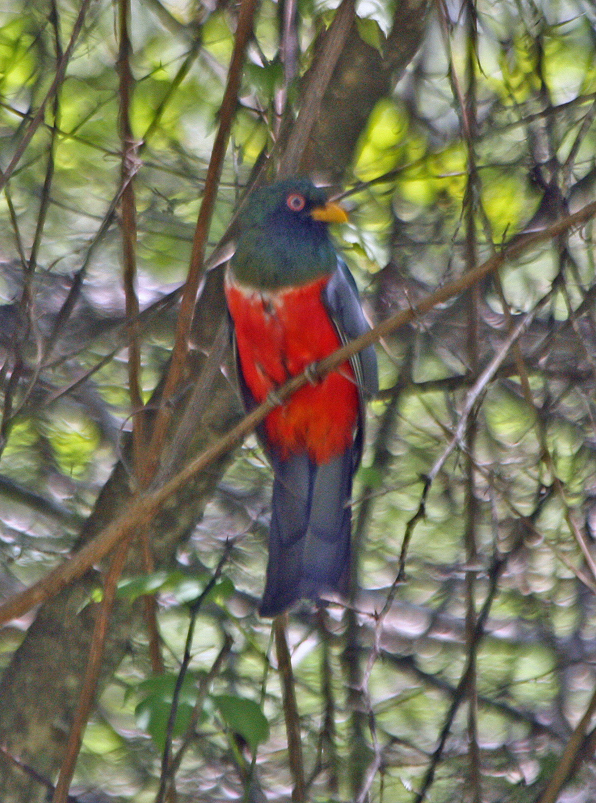 Trogon melanurus image