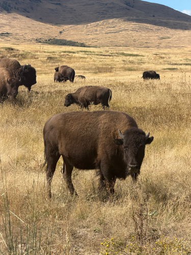 Bison photographed at Summit Rd, Saint Ignatius, MT, US