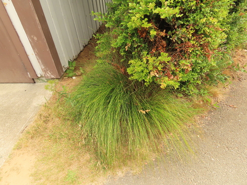 Juncus hesperius observed 2026-07-19