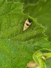 Notocelia uddmanniana