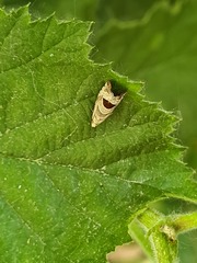 Notocelia uddmanniana