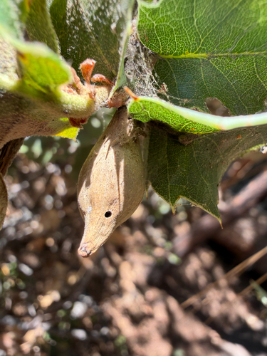 iNaturalist observation photo of Beaked Spindle Gall Wasp