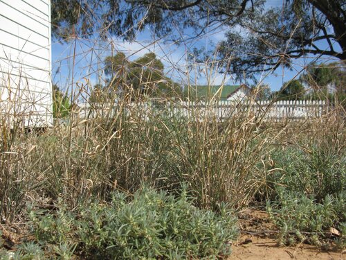 Enteropogon acicularis