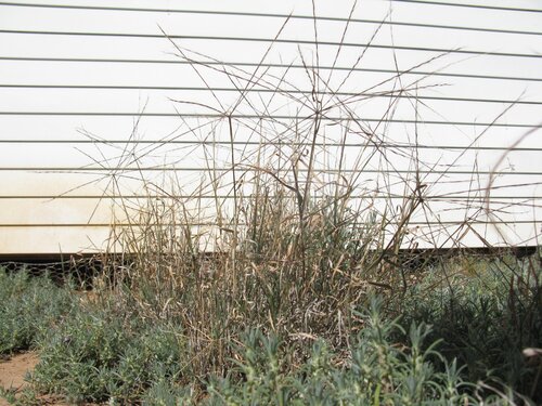 Enteropogon acicularis, photograph 1