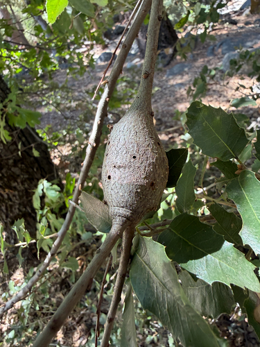 iNaturalist observation photo of Tapered Stem Gall Wasp
