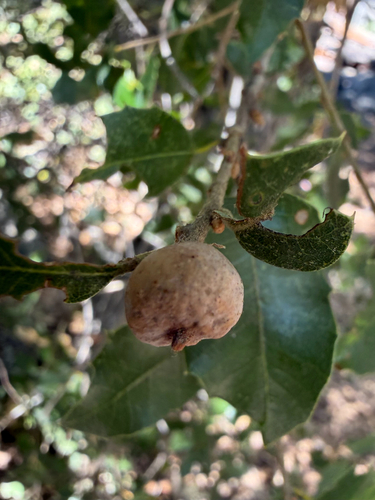 iNaturalist observation photo of Heteroecus