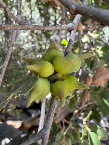 iNaturalist observation photo of Heteroecus