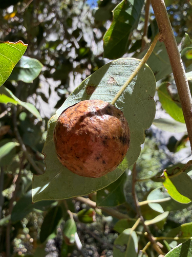 iNaturalist observation photo of Golden Oak Apple Gall Wasp