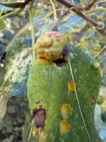 iNaturalist observation photo of Poplar Leaf-stem Gall Aphids