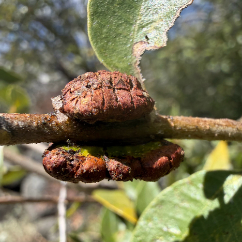 iNaturalist observation photo of Disholandricus chrysolepidis