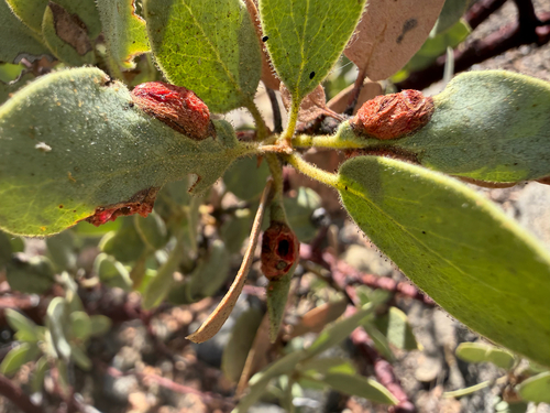 iNaturalist observation photo of Manzanita Leafgall Aphid