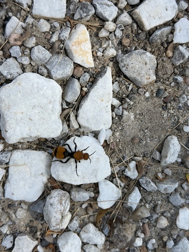 Common Eastern Velvet Ant