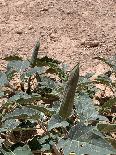 Sacred Datura