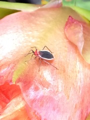 Hesperolabops gelastops