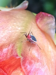 Hesperolabops gelastops
