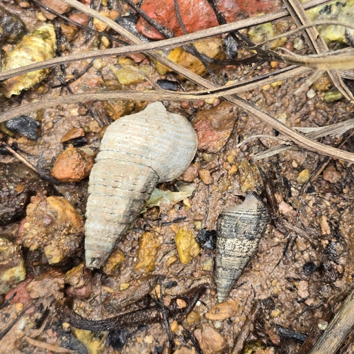 Terebralia sulcata, 2026-09-06