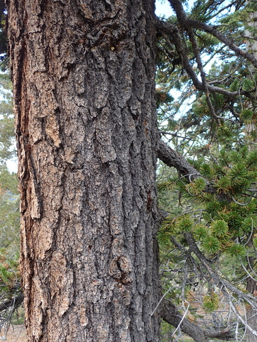 Pinus balfouriana, photograph 4