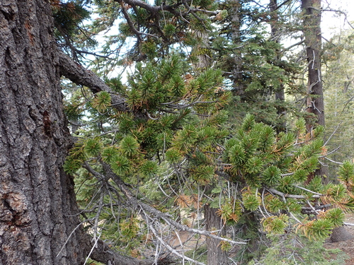 Pinus balfouriana, photograph 1