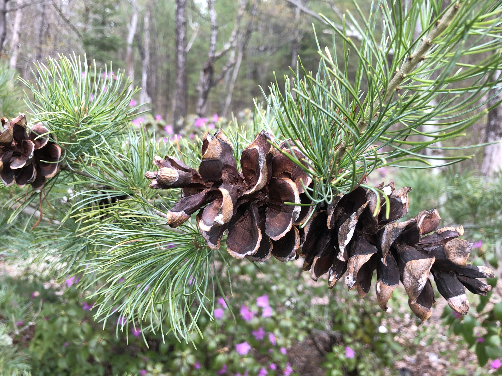 Pinus parviflora