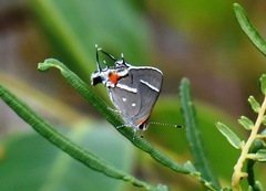 Strymon acis bartrami