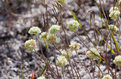 Eriogonum ovalifolium, photograph 6