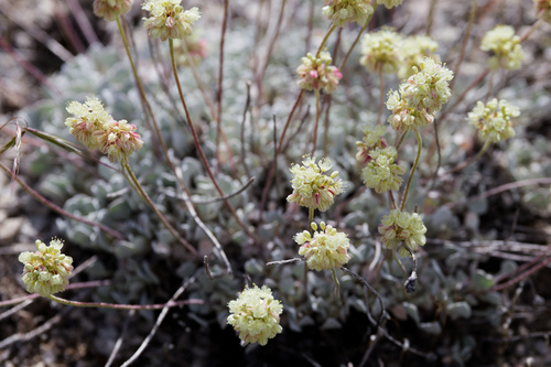 Eriogonum ovalifolium, photograph 5