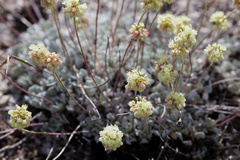 Eriogonum ovalifolium, photograph (c) Daughter Dad, some rights reserved (CC BY)