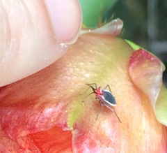 Hesperolabops gelastops