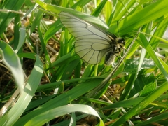 Parnassius stubbendorfii