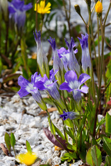 Gentianopsis thermalis