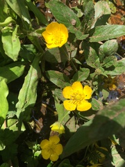 Ranunculus hispidus nitidus