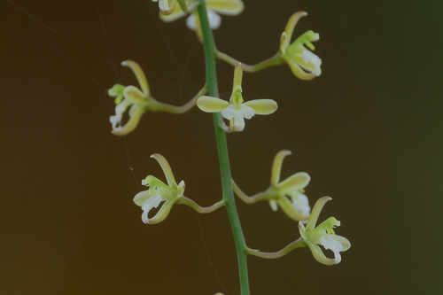 Acriopsis liliifolia observed 2026-08-09