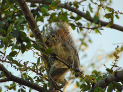 Sciurus colliaei