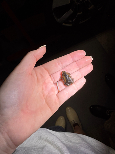 Eastern Narrow-mouthed Toad