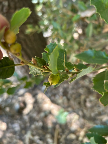iNaturalist observation photo of Heteroecus