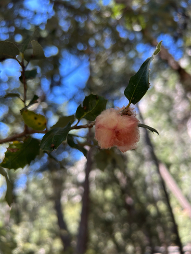 iNaturalist observation photo of Heteroecus dasydactyli