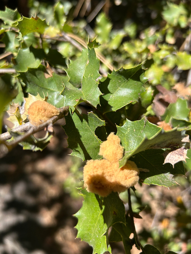iNaturalist observation photo of Heteroecus