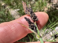 Carex scopulorum, photograph (c) Matt Lavin, some rights reserved (CC BY-SA)