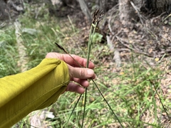 Carex scopulorum, photograph (c) Matt Lavin, some rights reserved (CC BY-SA)