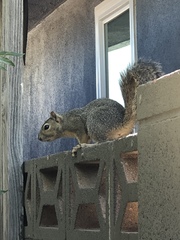 Sciurus niger rufiventer