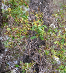 Klambothrips myopori