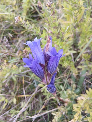 Gentiana decumbens, photograph 5